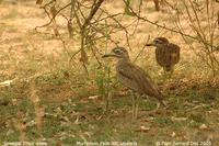 Senegal Thick-knee (Burhinus senegalensis)