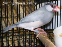 Silver or Silver Pied