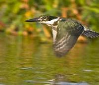 A Green Kingfisher photographed during a FONT tour