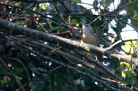 Fawn-breasted  wren   -   Thryothorus  guarayanus   -