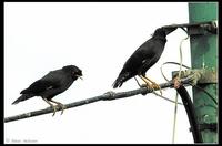 Crested Myna, Ho Chung Valley, N.T., Hong Kong.