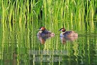 Great Crested Grebes ( Podiceps cristatus ) stock photo