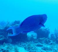 Blue Parrotfish - Scarus coeruleus