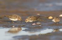 Temminck's stint C20D 02271.jpg