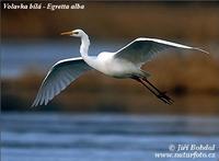 Volavka bila (Egretta alba)