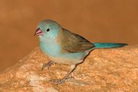 Blue-capped Cordon Bleu, male, Samburu, Kenya