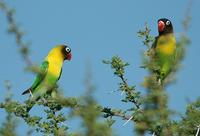 Yellow-collared Lovebird p.180