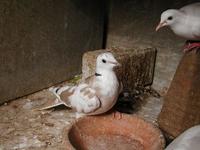 Ring neck dove -  Streptopelia risoria