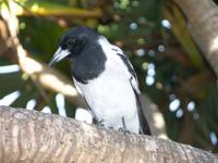 Pied butcher bird, Cracticus nigrogularis, Coolum, Queensland, 8 March 2005