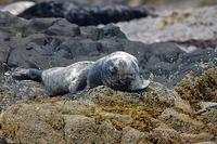 Grey Seals