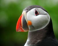 Puffin (Fratercula arctica)