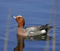 Widgeon (Anas penelope)