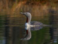 Red-throated Diver (Gavia stellata)