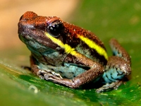 : Ameerega macero