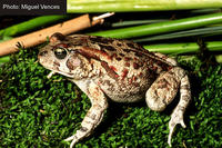 : Bufo garmani; Garman's Toad