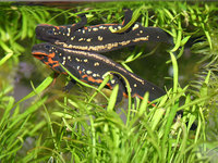 : Cynops ensicauda popei; Okinawa Newt