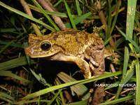 : Hypsiboas pugnax; Rana Platanera