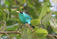 : Chlorophanes spiza; Green Honey Creeper