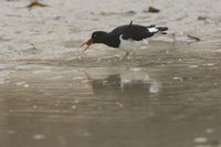 : Haematopus leucopodus; Pied Oystercatcher