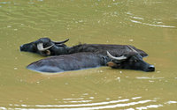 : Bubalus arnee; Water Buffalo