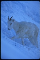 : Ovis dalli; Dall's Sheep