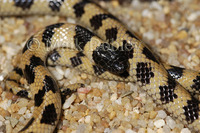 : Micrelaps muelleri; Mueller's Black-headed Snake