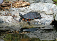 : Pseudemys rubriventris rubriventris; Northern Red-bellied Cooter
