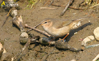 Fig. 7. Dusky Warbler : 솔새사촌