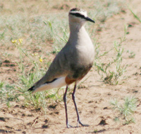 Sociable Lapwing