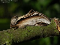 Kile-Porcelænsspinder (Pheosia gnoma) Foto/billede af