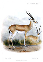 gazella loderi