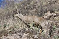 North Andean Huemel Hippocamelus antisensis (aka Peruvian Guemal, Taruca, Andean Deer)