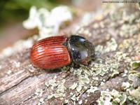 Aphodius fimetarius