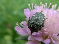 Oxythyrea funesta