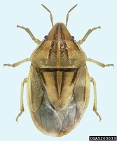 Aelia americana