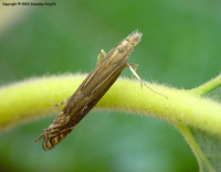 Isophrictis striatella