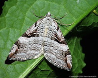 Aplocera praeformata - Purple Treble-bar