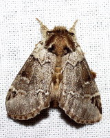 Drymonia obliterata
