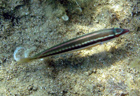 Image of Coris julis, Mediterranean rainbow wrasse, Peshk bari,