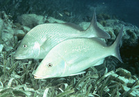 Haemulon album, White margate: fisheries, gamefish, aquarium