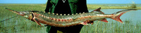 Acipenser stellatus, Starry sturgeon: fisheries, aquaculture, aquarium