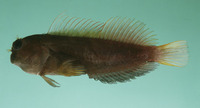 Cirripectes filamentosus, Filamentous blenny: aquarium