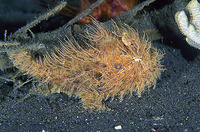 Antennarius striatus, Striated frogfish: aquarium