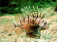 Pterois miles, Devil firefish: aquarium