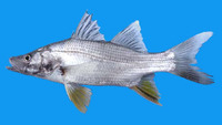 Centropomus robalito, Yellowfin snook: fisheries, gamefish