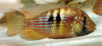 Gymnogeophagus rhabdotus, Stripefin eartheater: aquarium