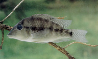 Geophagus steindachneri, Redhump eartheater: aquarium