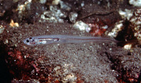 Onuxodon fowleri, Fowler's pearlfish: