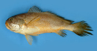 Larimichthys pamoides, Southern yellow croaker: