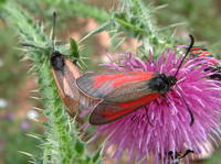 Zygaena minos